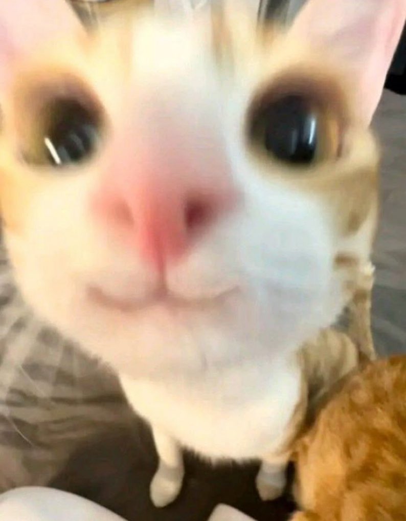 #EVNNE #박한빈  #パクハンビン 
この子猫ちゃんをやって貰ったんだけどやっぱそっくりすぎて天才かもハンビンさん