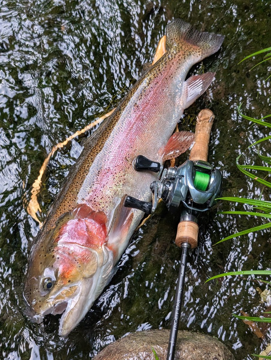 SP_W's tweet photo. 狩野川水系支流でレインボートラウト（ニジマス）56cm https://t.co/Hw6pVg8k4l
