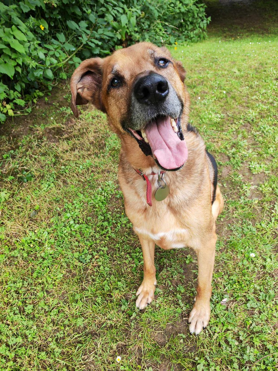Troy is 10yrs old and he is a steady boy who loves to be with his humans and still enjoys his walks, Troy can live with older kids but he would like to be the only pet in the home 
#dogs #germanshepherd #Cornwall 
gsrelite.co.uk/troy-3/
