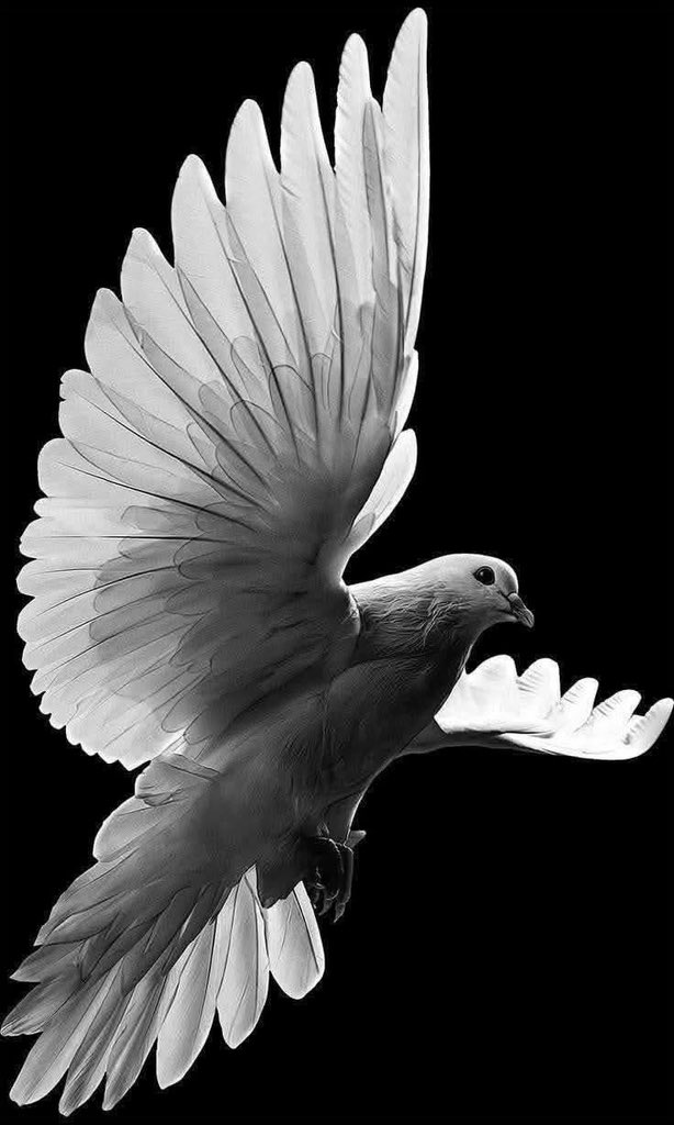 Peaceful day 🕊️🕊️