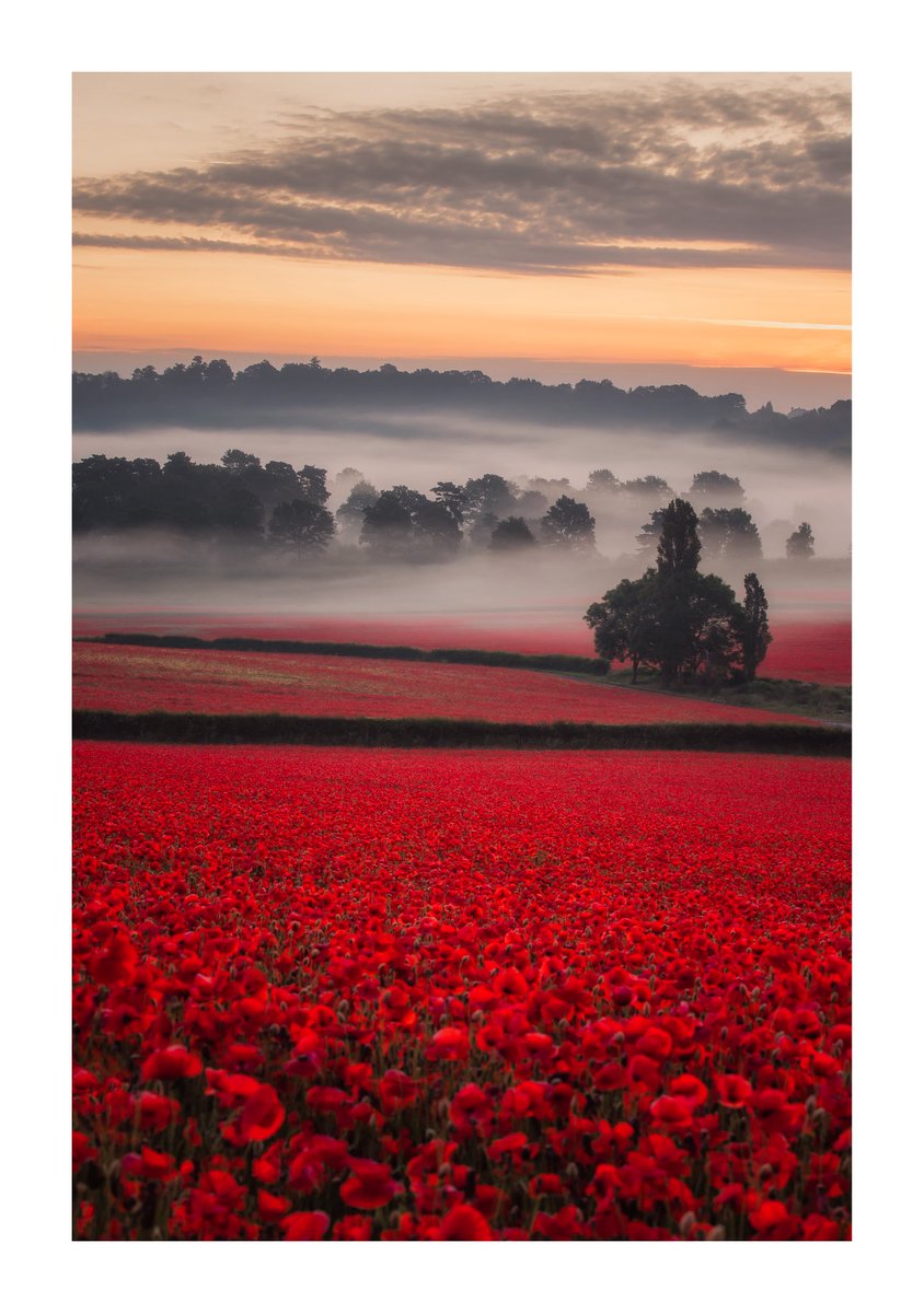 Six years ago.

The little poppy field that could.

The likes of which I’m unlikely to see again. So grateful to have been in the right place at the right time 🫶🏻