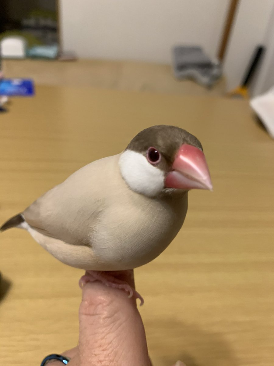 kutanosuke_cx5's tweet image. うちはキンカさんでは、ニコちゃんだけ虹の橋に渡りましたが、ブンチョウのモンちゃんと一緒に居るって信じてます🐧
今日は本当に特別なキンカチョウデー、はっちゃんも一緒に迎え入れてあげてね😊
#毎月22日はキンカチョウデー
