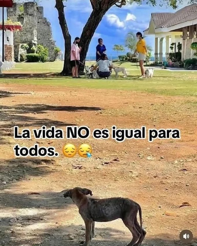No compres, ADOPTA!