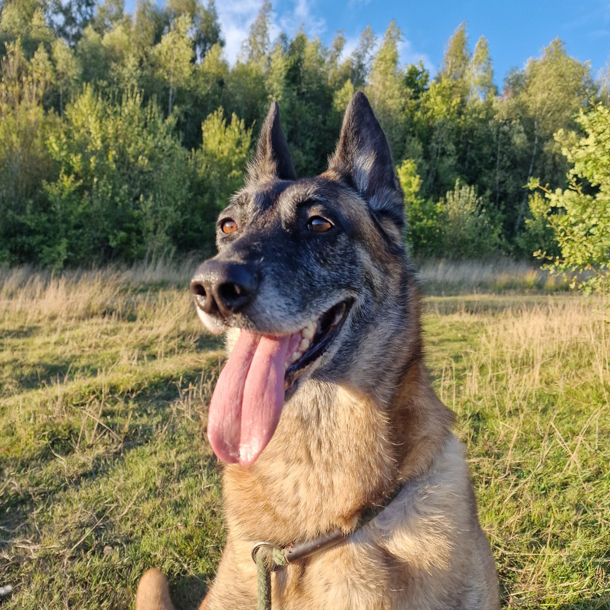 Sheba is 8yrs old and she has been with us since Sept 21. Sheba is a steady and bright girl who can live with older kids and walks well with other #dogs but would like to be the only pet in the home 
#germanshepherd #Notts 
gsrelite.co.uk/sheba-11/
