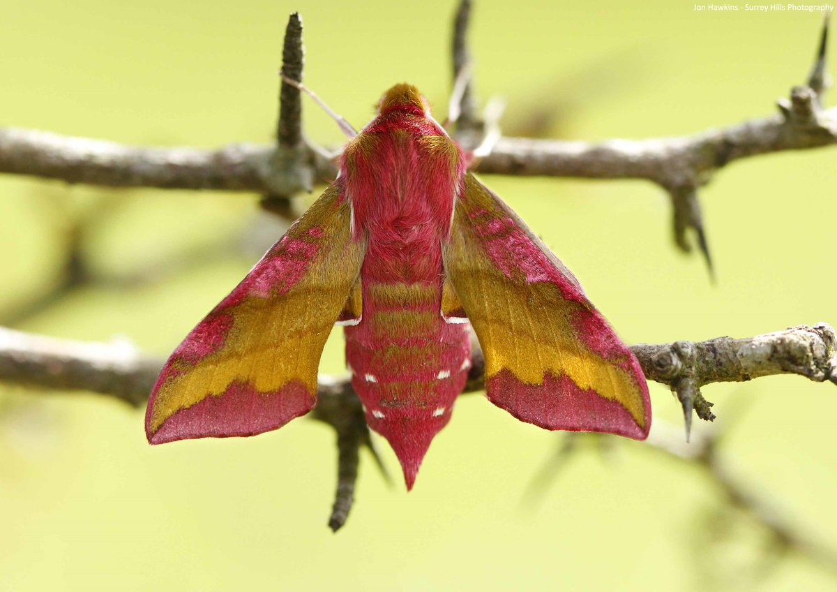 Check out the elephant hawk-moth—a stunning gold-and-pink moth you’ll spot at dusk in gardens, parks, woods, and grassy areas.

Its caterpillars look like elephant trunks and have eyespots to ward off predators!

Have you spotted one recently? 🦋