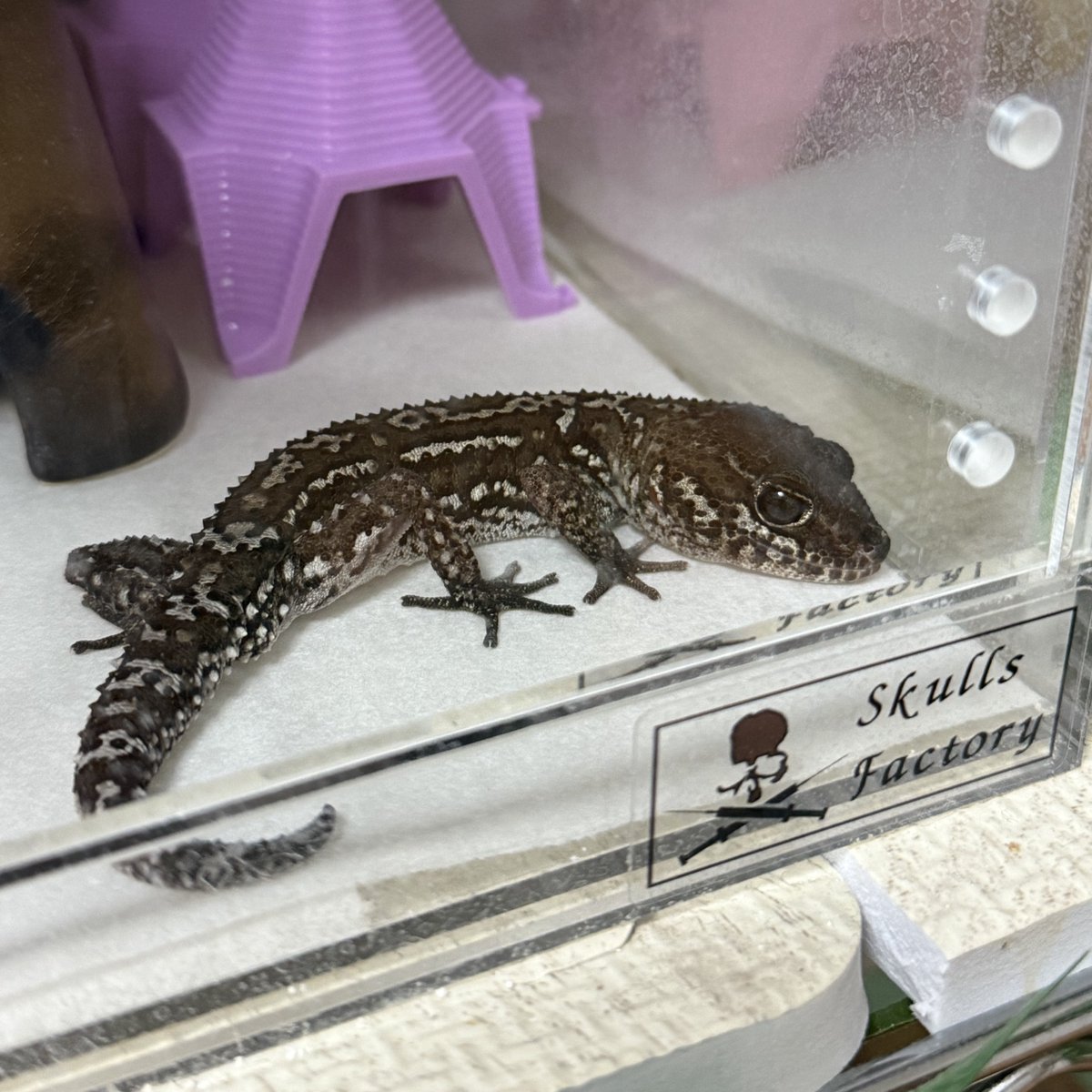昼寝しすぎた😴…
ちまおはこれ寝てるのかな😴