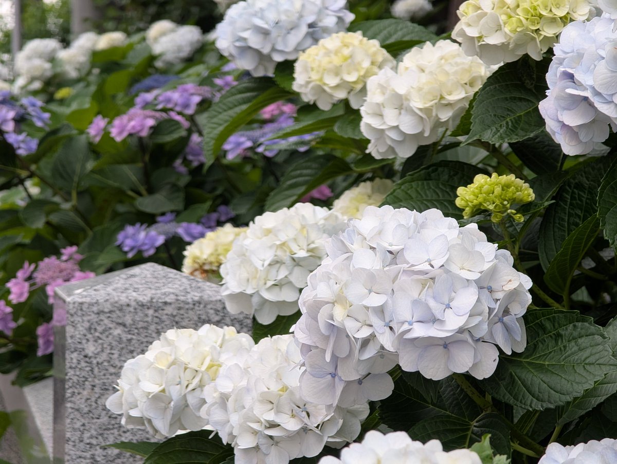 itanium103's tweet photo. あじさいそろそろ終わりかな https://t.co/Zdy1Ep3JYB