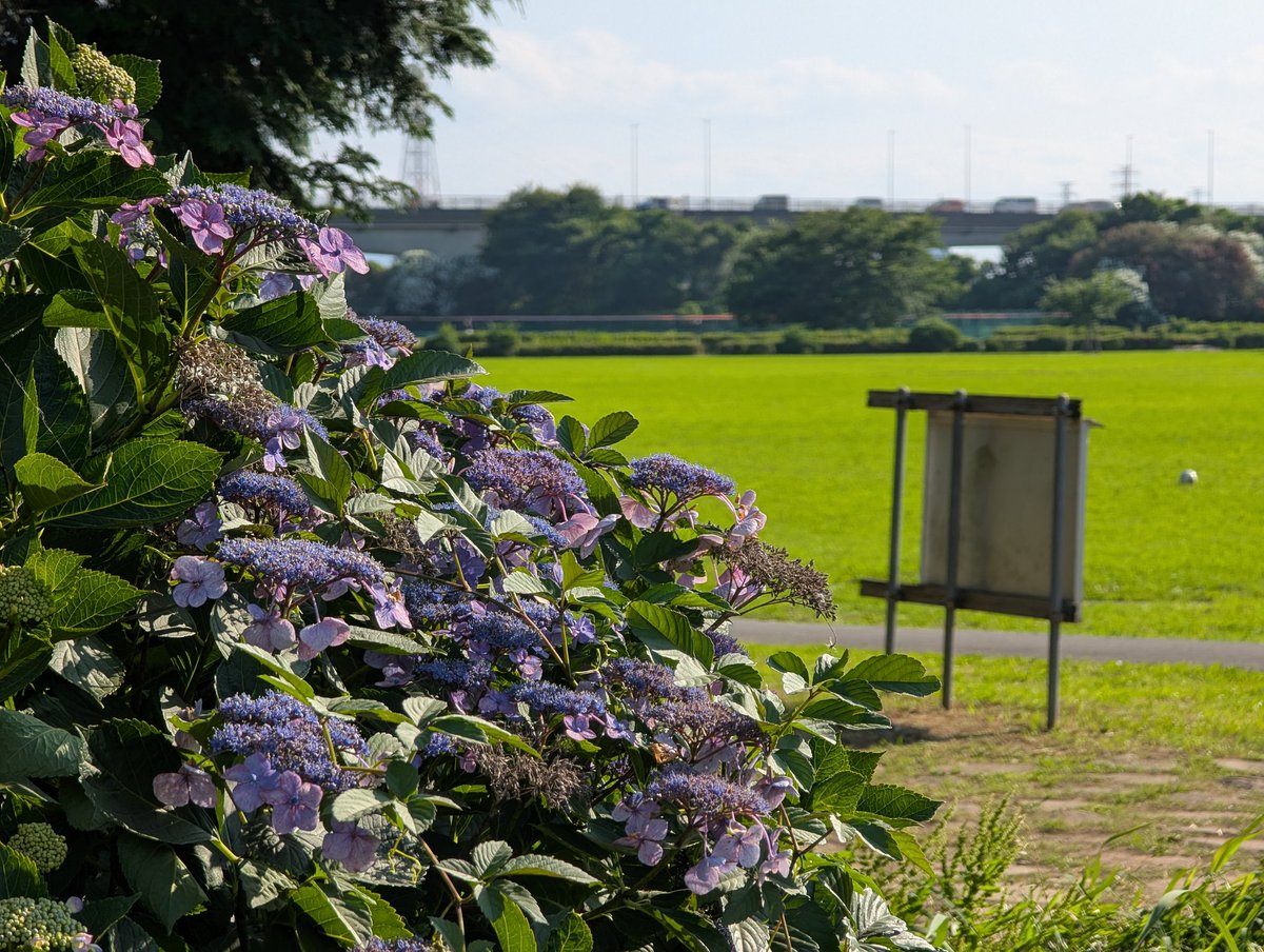 itanium103's tweet photo. あじさいそろそろ終わりかな https://t.co/Zdy1Ep3JYB
