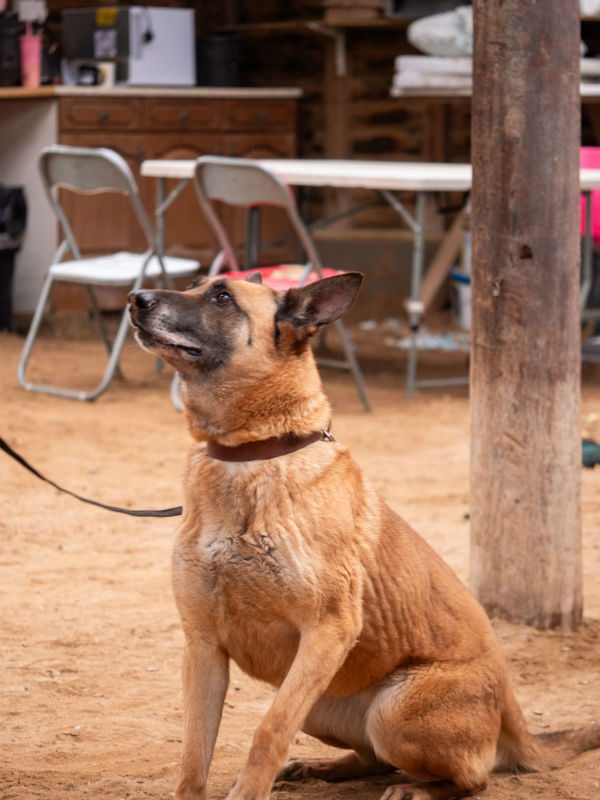 Kola is coming up to 10yrs old and don't let this girls age put you off, she is bright and eager and still manages to run rings around the volunteers and #dogs at the #Cornwall kennels 
#germanshepherd 
gsrelite.co.uk/kola/