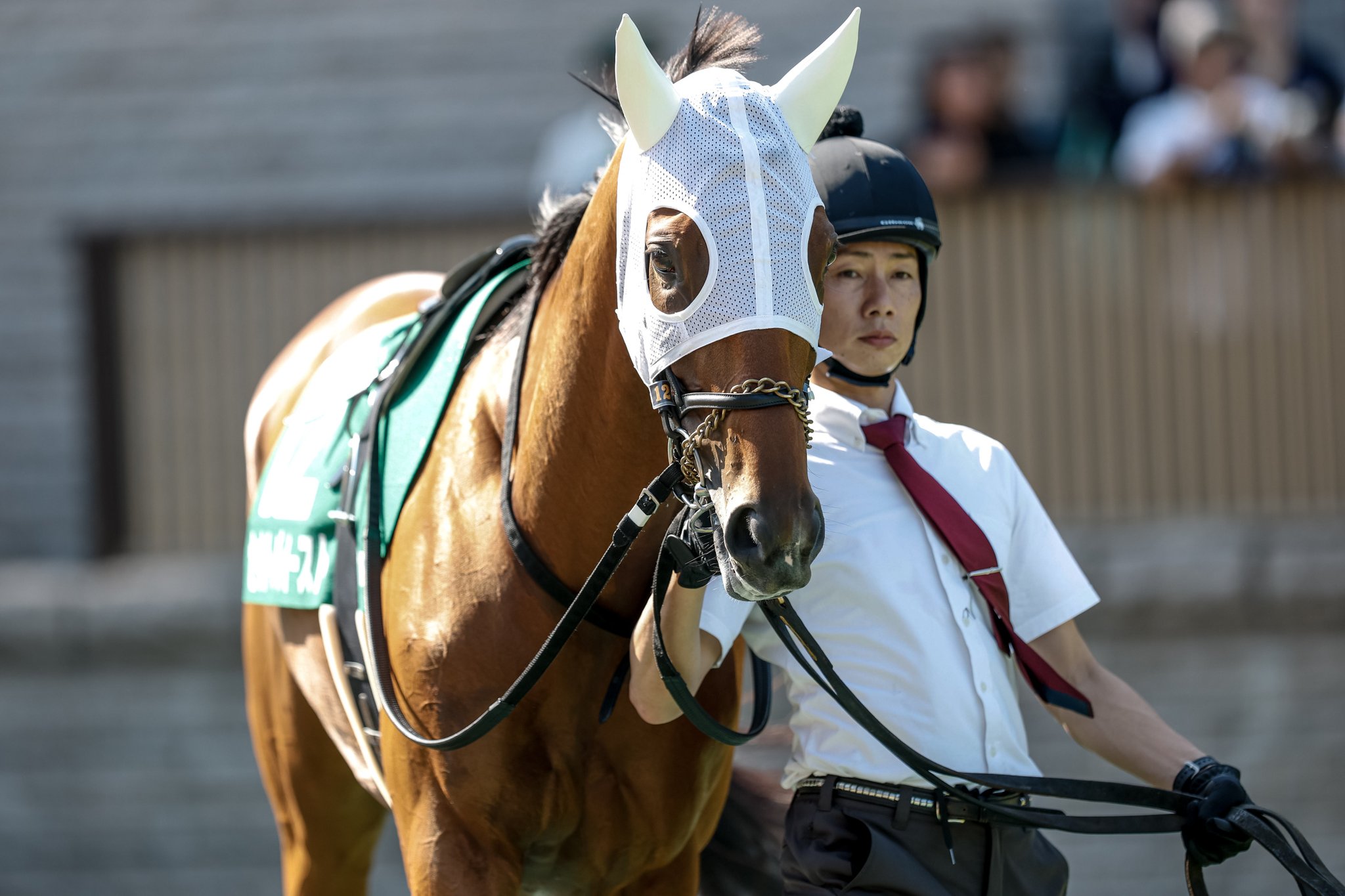 セプテンバーセール2023上場馬 - 有限会社須崎牧場