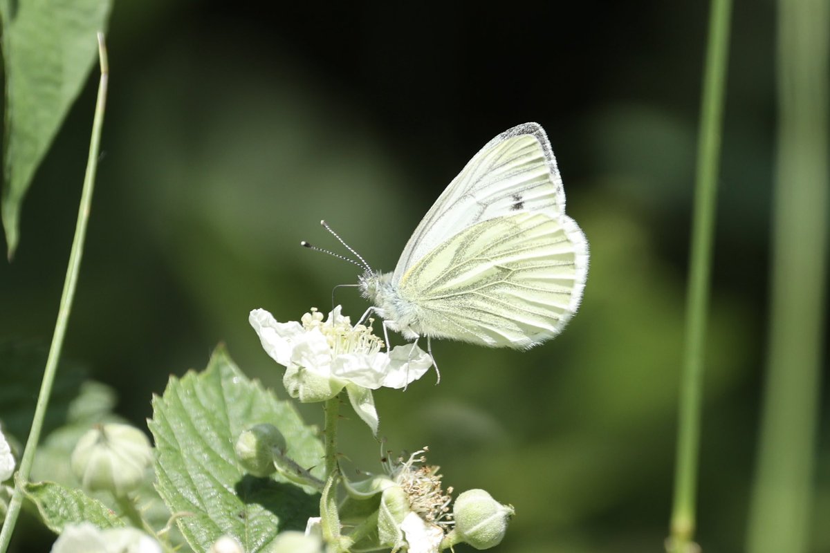 First white admiral and silver washed fritillary of the year at Ken hill woods, had ringlet as well but couldn’t get a decent photo . Also pictured peacock and green veined white