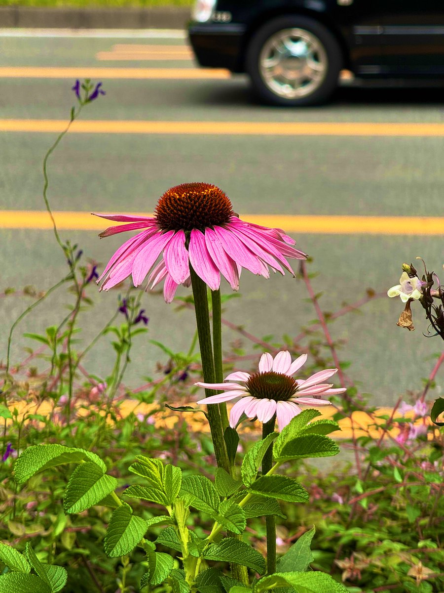 Let’s see some pink color💖