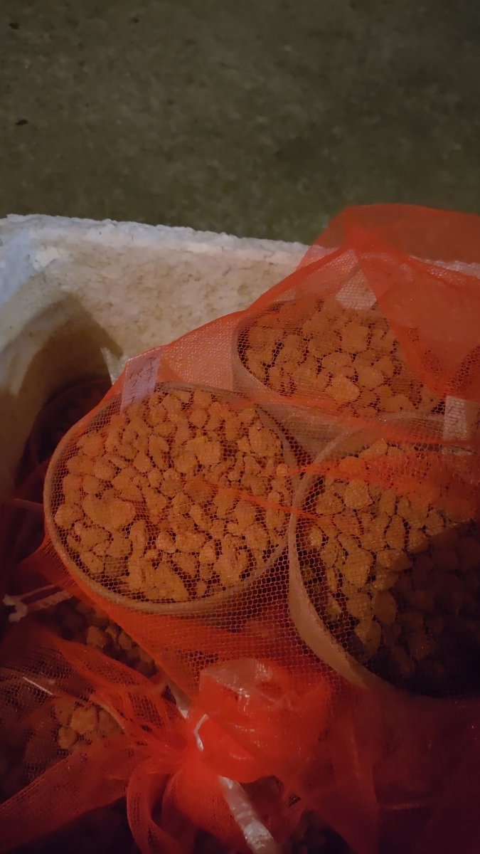 mimauru's tweet photo. 今季の休眠期食害対策（試行）
①発泡スチロールボックスに上げ底
②球根を赤玉中粒に仮植え
③目の細かいネット袋に入れてしっかり縛る
④棚上に乗せ、すだれをかける

※球根は前もってオーソサイドで薬浴後乾かしてある。

#アネモネ栽培2025
#原種アネモネ
#アネモネパブニナ
#アネモネフルゲンス https://t.co/Y5lQGXlReB