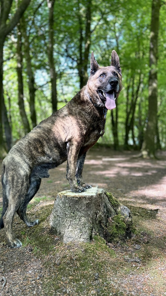 Louis will be 8yrs old in Sept and he is a retired HMP Service Dog. Louis is a big, strong boy who will need a  child and pet free home with large breed exp and understands his past as a working dog
#dogs #germanshepherd #Cornwall 
gsrelite.co.uk/louis/