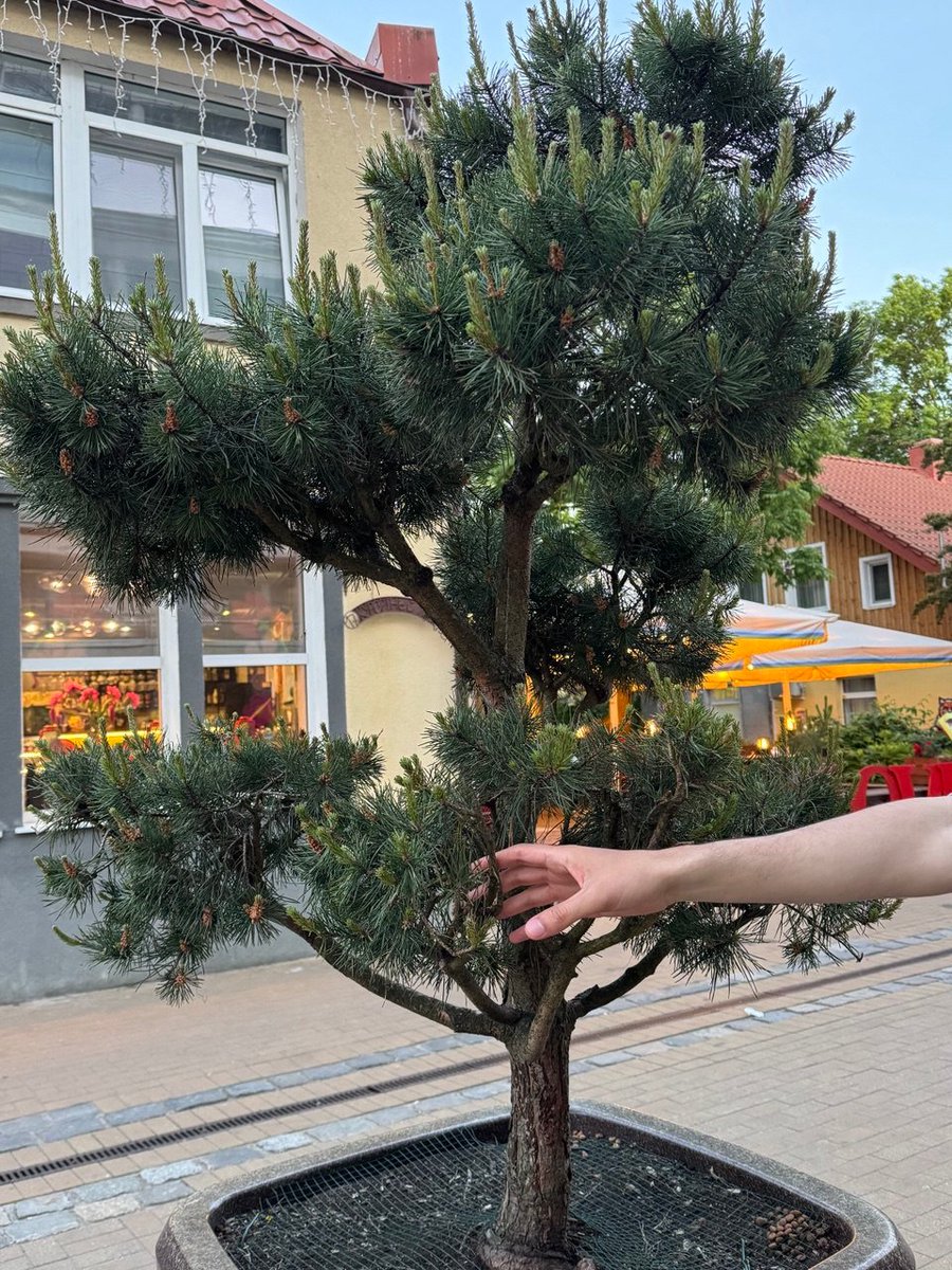 #openseatouchgrass GM! Crypto markets not green, but we will see soono $MEME and $PENGU