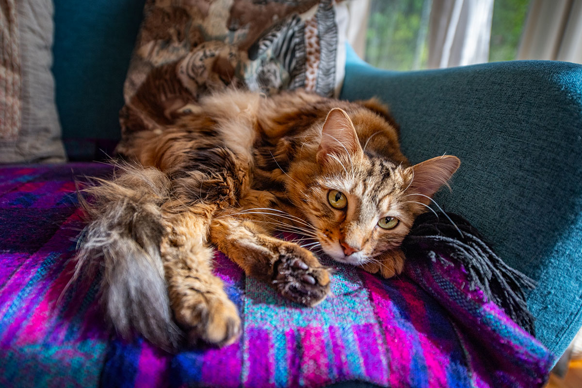 Henri Matisse, holding down the couch.  #catsofinstagram #canadacats #catsofcanada #frenchcat #tabby #feline #cat #canada