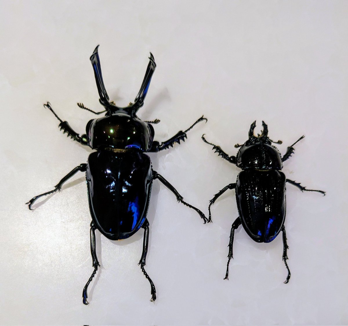 八王子のビーマニイベントで、シカくまさん所で
ブルーピカールのニジイロ
綺麗だったので買いました〜😊
これぞブルーピカールの
ニジイロですね～😊
一目惚れしちゃいました。😁
ブレビスも買っちゃった😁