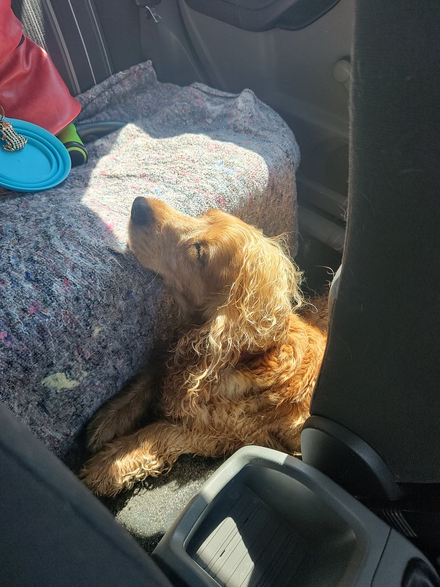 Korek, the wet beast