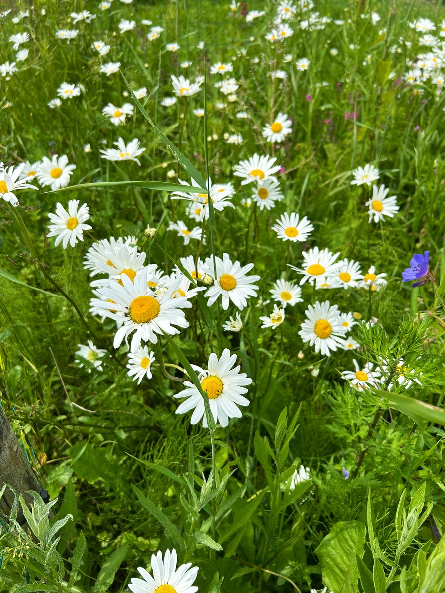 annekostian's tweet photo. Kasvimaalla luonnonkukat saavat vaellella vapaasti kunhan kiertävät yrttipenkit 🦋☺️

#sitruunamelissa #timjami #piparminttu #kasvimaa https://t.co/JUC6hXkbsp