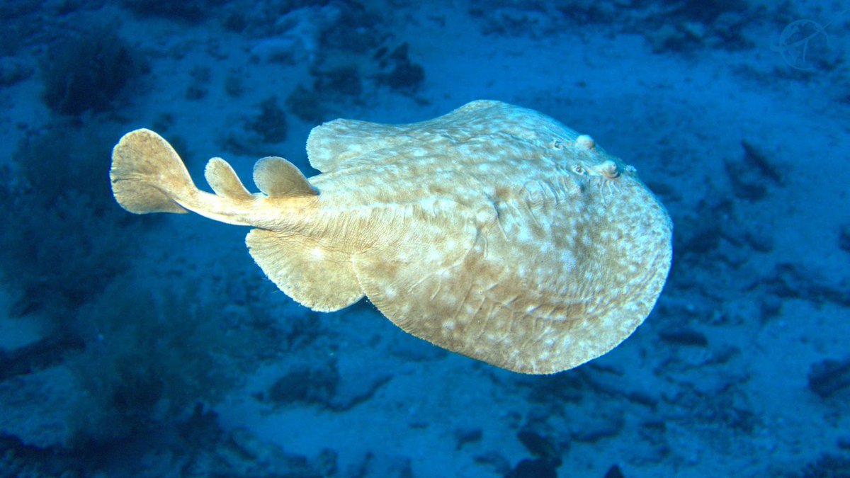 divewisely's tweet image. Came face-to-fin with this electric marvel—a torpedo ray gliding like a UFO over the reef! ⚡🔵 They can deliver quite a shock, so I kept my distance and my heart racing. Ever seen one on a dive? Share your electric encounter! ⚡ #ScubaAdventure #TorpedoRay #DiveLife