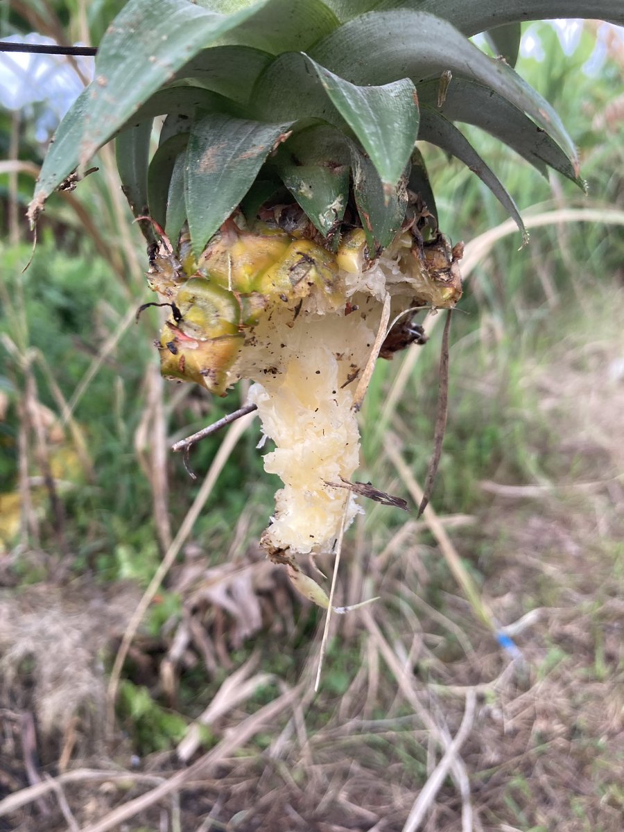 LionUnity's tweet image. Nenas dimakan tupai. Elok pula dia tinggal. Rejeki tupai kalini.