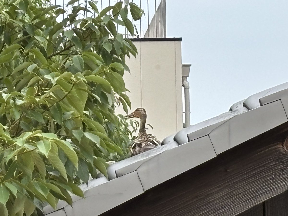近所の屋根の上にカモがいた。鳩かと思ったら違った。
#カモ
#なぜ
#京都