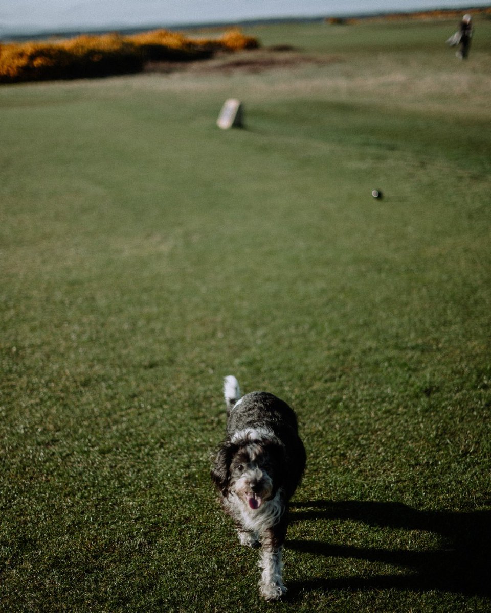 TheHomeofGolf's tweet image. Open to all — we wouldn't close the gates if there were any. 

#HomeOfGolf #StAndrews