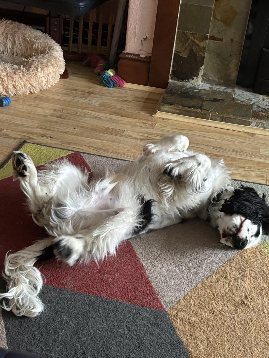 During training breaks, Baloo has been dropping very subtle hints that it's the perfect time for a belly rub 🐶

In the third stage of his hearing dog training, when he's not exploring public places, Baloo is practising his impulse control &amp; basic cues. 

Keep it up Baloo 🐾🥰