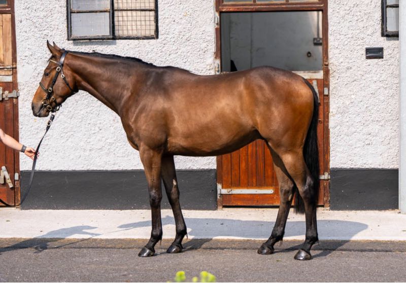 Learn more about our draft at the
<a href="/Tattersalls_ie/">Tattersalls Ireland</a> Derby Sale, featuring geldings by Crystal Ocean, Jukebox Jury and Triple Threat. Visit our website bit.ly/KilleenDerby25