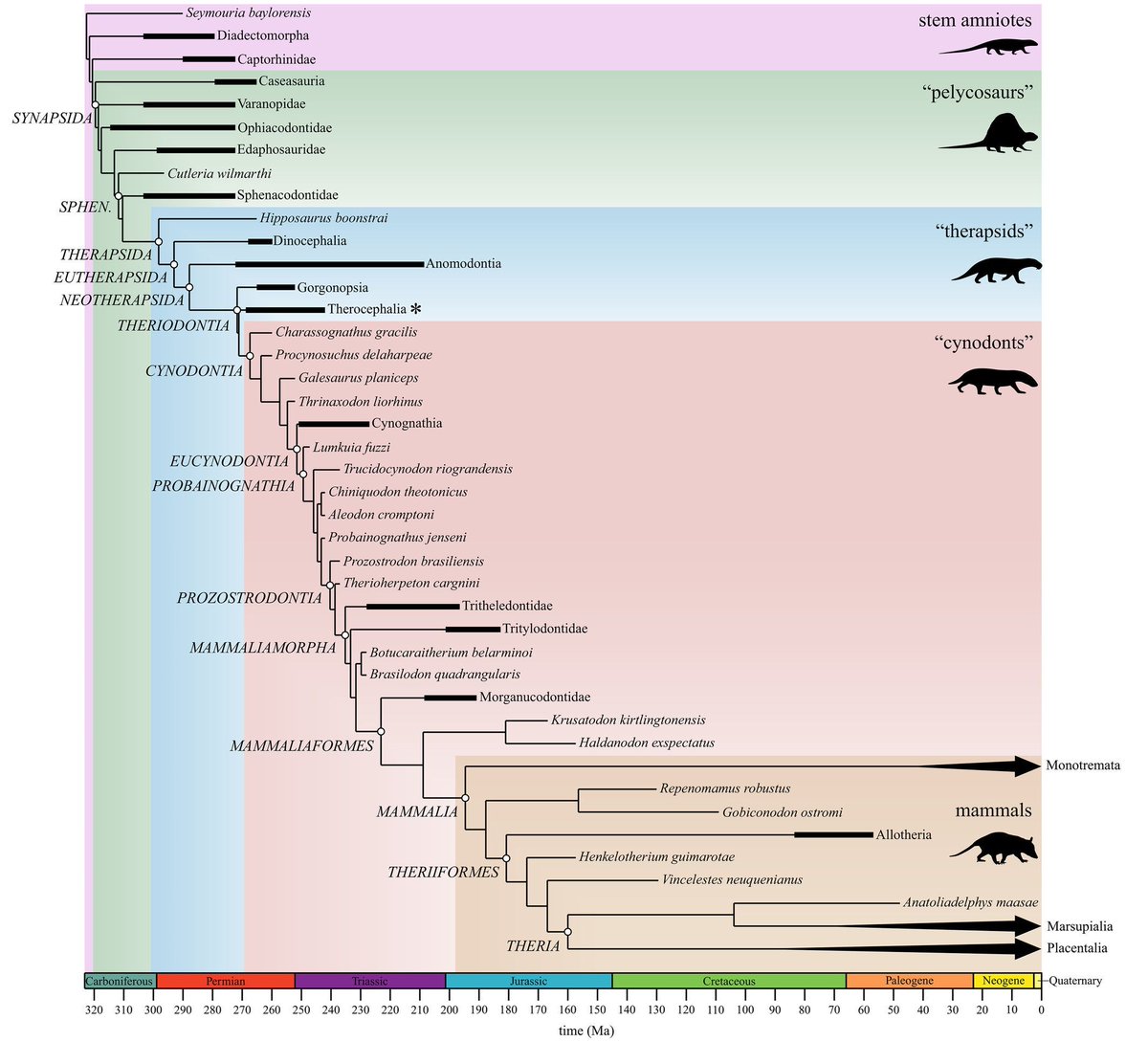 AnatRecord's tweet image. Synapsid limb evolution reveals a complex journey toward upright posture. Analyzing 936 bones from 330 species, a new study uncovers mosaic shifts in humerus and femur proportions over 320+ million years—shedding light the rise of mammals
Bishop & Pierce: anatomypubs.onlinelibrary.wiley.com/doi/10.1002/ar…