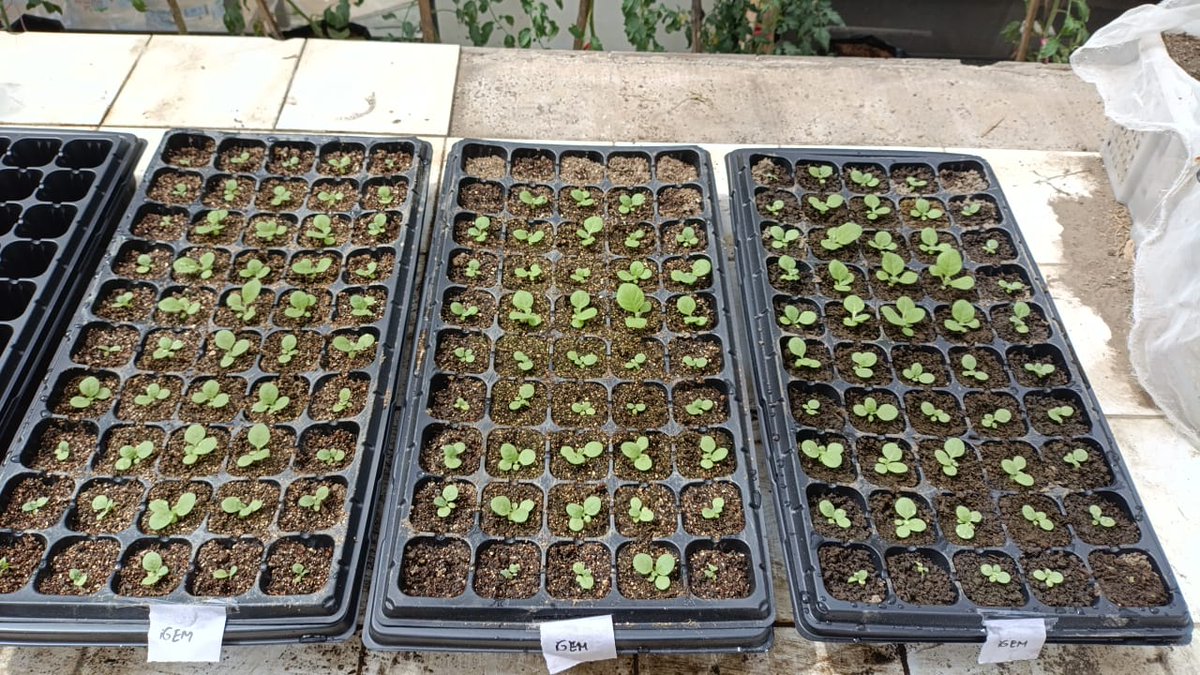 iGEM UGM 2025 tweet media