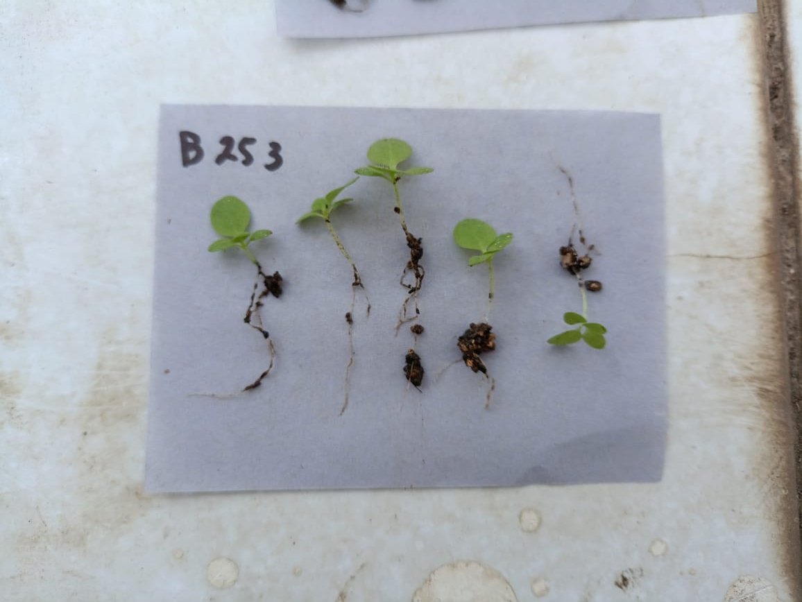 iGEM UGM 2025 tweet media