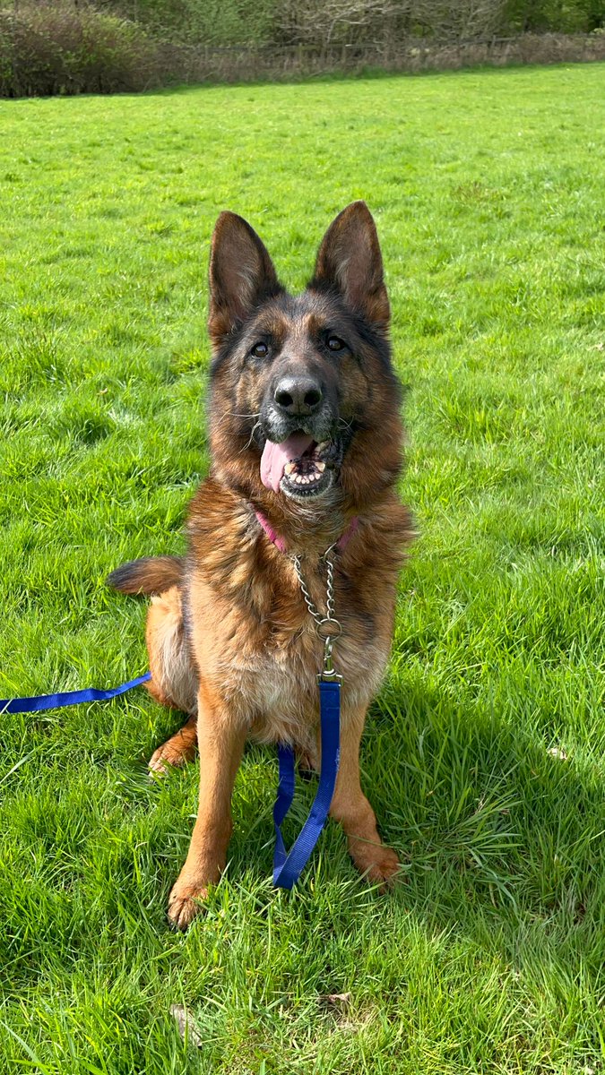 Sheba is around 8/9yrs old and she was used for breeding, we also believe she had never lived indoors. Sheba did have a spell in a home but became protective of her people so will need an exp, child and pet free home 
#dogs #GermanShepherd #Essex 
gsrelite.co.uk/sheba-14/