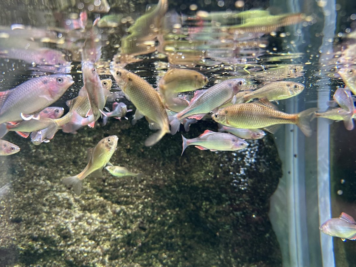 サカナサカナ tweet media