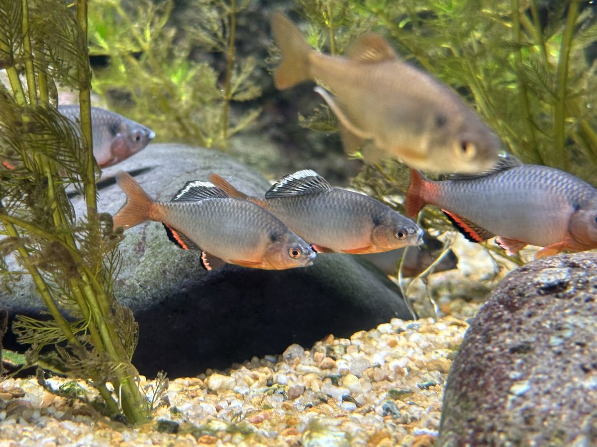 サカナサカナ tweet media