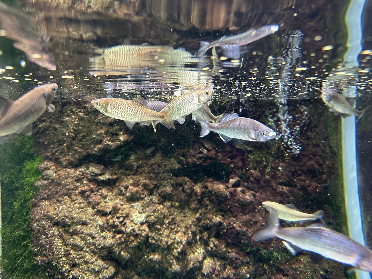 サカナサカナ tweet media