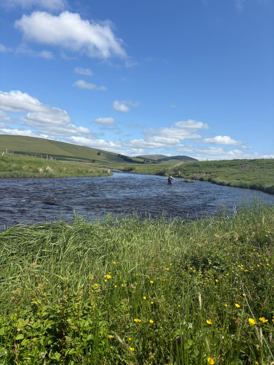 Sedge Flyfishing tweet media