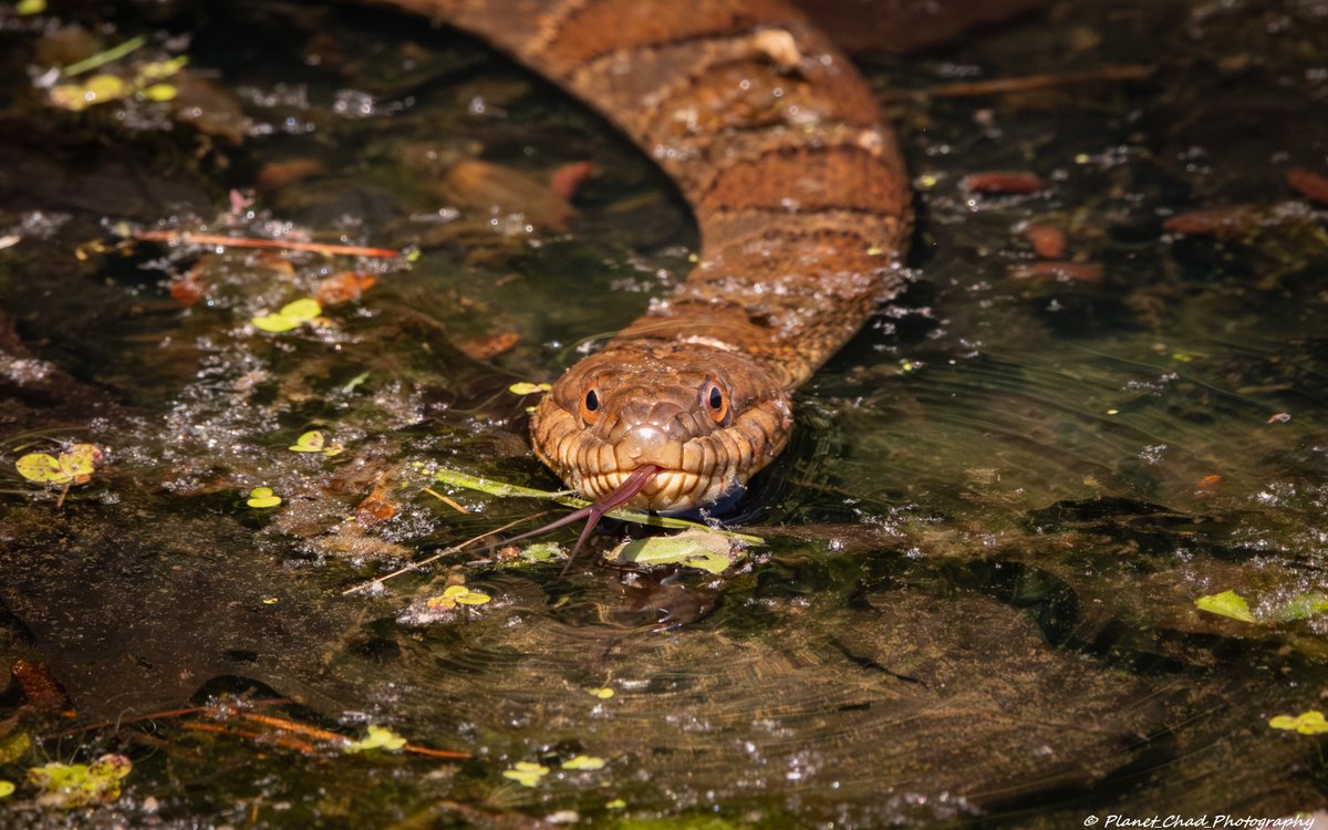 Planet_Chad's tweet photo. One of my favorite shots of the northern water snake I photographed back in April. I like to get a shot of one eating a fish.
#snakesunday #snake #watersnake #reptile #wildlife #nature #herpetology https://t.co/99NIOqIthQ