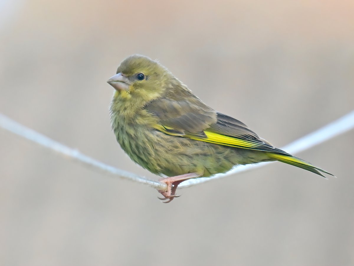 Juvenile Greenfinch on my washing line. 😍
 Taken last week through my kitchen window. 😊🐦