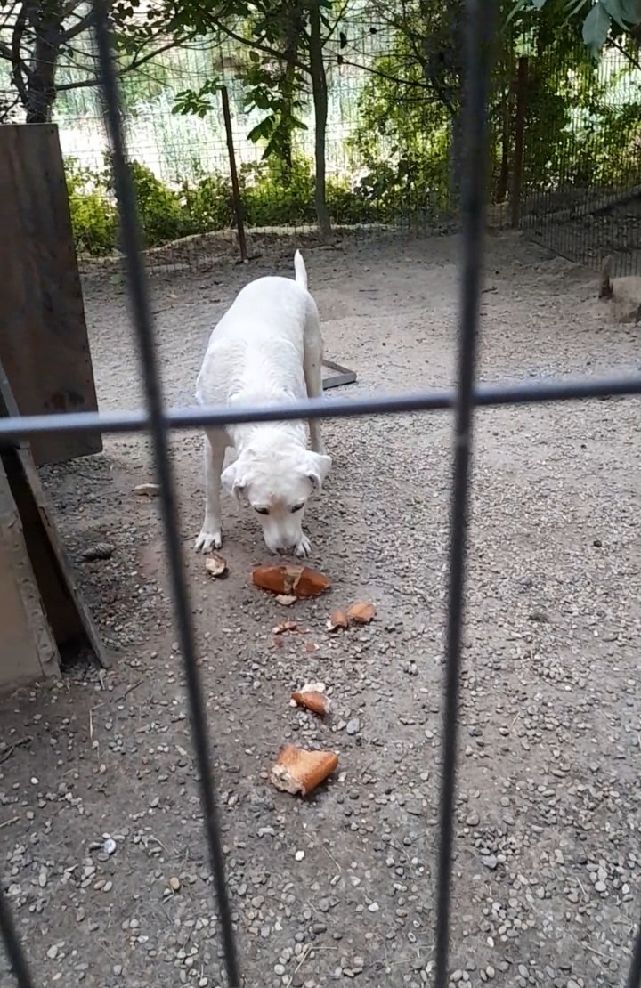 patiler cenneti 🐾 🐾 (@portakalolmesin) on Twitter photo RT kaç gündür indirimde 450tl ye mama var dedim be paylaşan var nede bağışta bulunan mama yok ekmek veriyorum kim kampanya dan 1 paket benden olsun der <a href="/AdamsPaulGrimke/">Kayleigh Spencer</a> <a href="/DoggieWalker17/">Britt Olsson</a> <a href="/DymockClaire/">Claire Dymock</a> <a href="/SuZenMarie/">SuZen Marie</a> <a href="/GodLovesDogsToo/">All Dogs Go to Heaven</a> <a href="/LakeLadyJane/">Wanzo2</a> <a href="/Marie_O_FR/">MarieFR</a> <a href="/s70706634/">Amanda Shepherd</a> <a href="/gatamuymala/">Lisa Jones</a> RT kaç gündür indirimde 450tl ye mama var dedim be paylaşan var nede bağışta bulunan mama yok ekmek veriyorum kim kampanya dan 1 paket benden olsun der <a href="/AdamsPaulGrimke/">Kayleigh Spencer</a> <a href="/DoggieWalker17/">Britt Olsson</a> <a href="/DymockClaire/">Claire Dymock</a> <a href="/SuZenMarie/">SuZen Marie</a> <a href="/GodLovesDogsToo/">All Dogs Go to Heaven</a> <a href="/LakeLadyJane/">Wanzo2</a> <a href="/Marie_O_FR/">MarieFR</a> <a href="/s70706634/">Amanda Shepherd</a> <a href="/gatamuymala/">Lisa Jones</a>