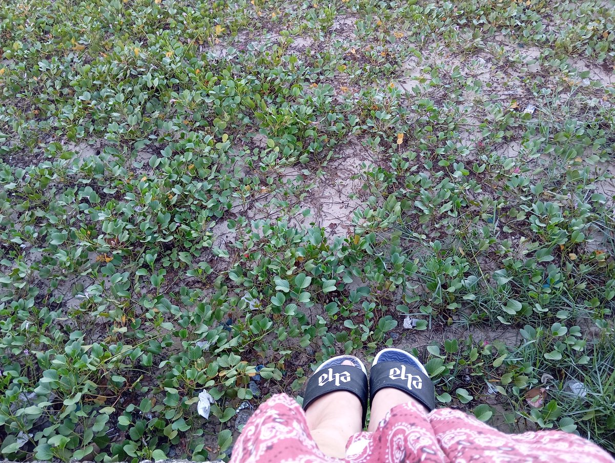 Wait_511's tweet image. Baobao on vacation