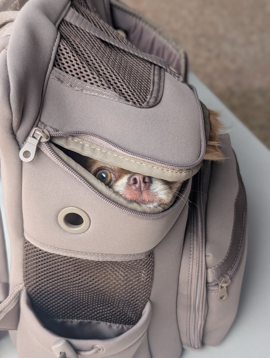 犬、普段はカバンの底にいるのに、ファスナーを閉めようとすると鉄壁のディフェンスを見せてくる