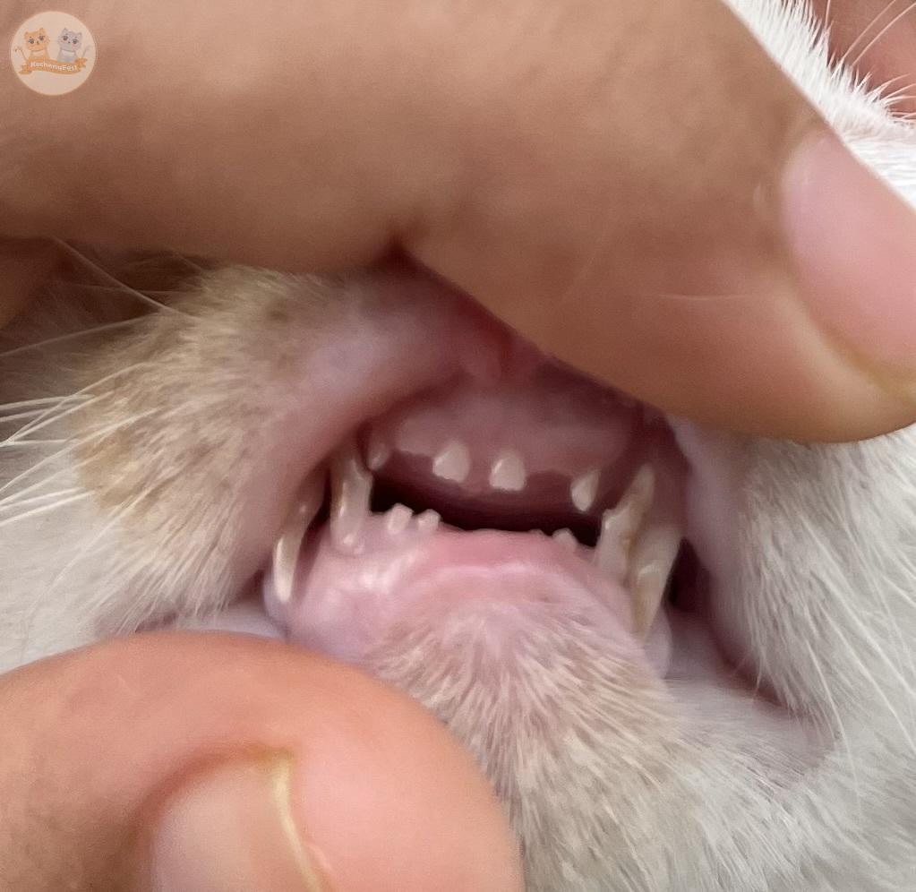 kochengfs's tweet photo. Guys gigi 🐈 kucing tuh bisa tumbuh lagi ga sih kalo gini? Takut dia insecure nanti https://t.co/bjJpwGkwz8
