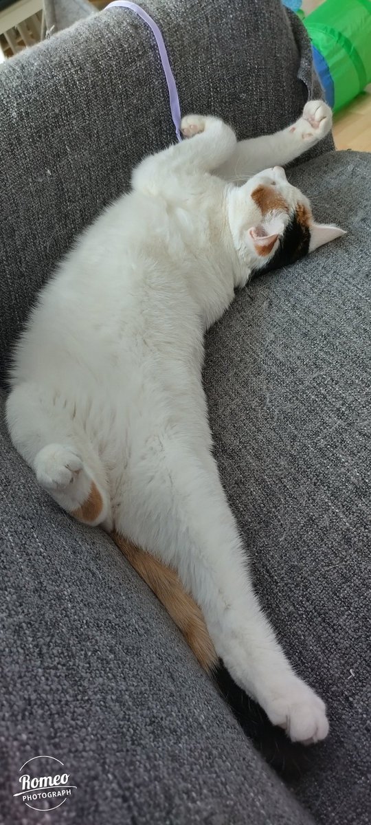 RomeoRommiePomp's tweet photo. Bella enjoying her lazy Sunday afternoon 😹 Hope you all have a relaxing day 😽❤️ Happy #Sunday ☀️💖 #SofaSunday #CatsofTwittter https://t.co/Gop7Y1Ovv8