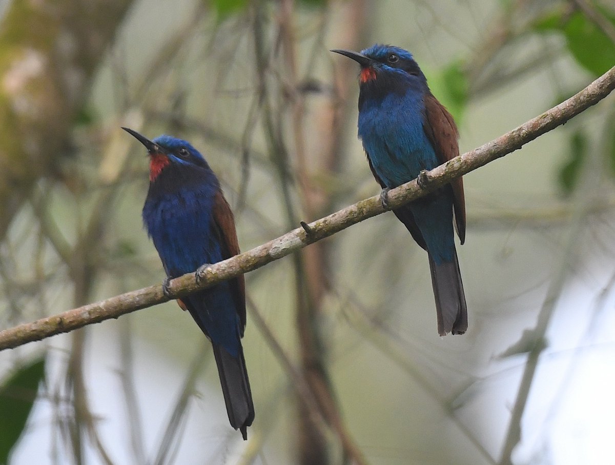 BirdingTo tweet picture