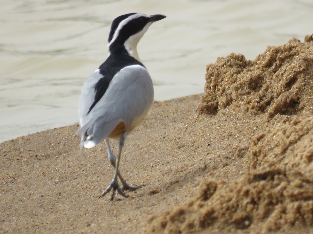 BirdingTo tweet picture