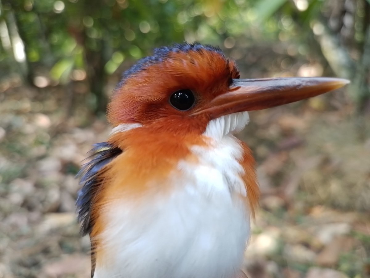 BirdingTo tweet picture