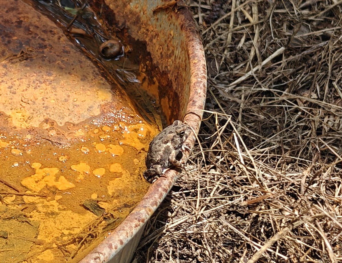 stop looking at the news, look at this gentleman I found in the yard instead. okay carry on