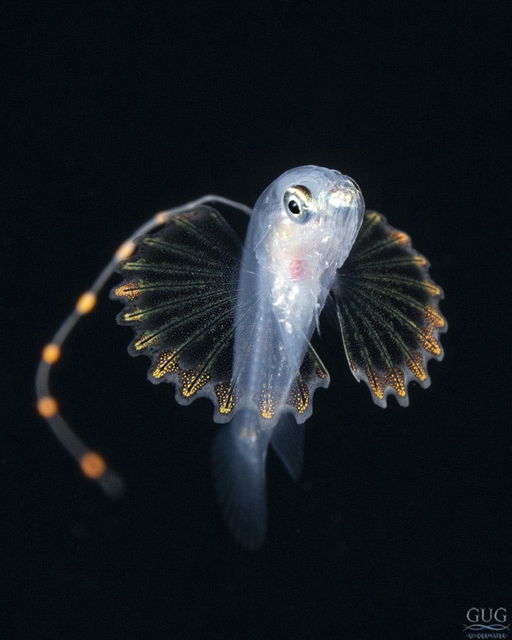GugUnderwater's tweet image. Two different #soapfish larvae from the same dive last week. The 1st is ~4mm, while the 2nd is ~6mm. They are indeed on the “no-lick list”, as the adults are well known for their ability to exude a white toxic goo (the “soap”) through their skin when stressed, (or licked).