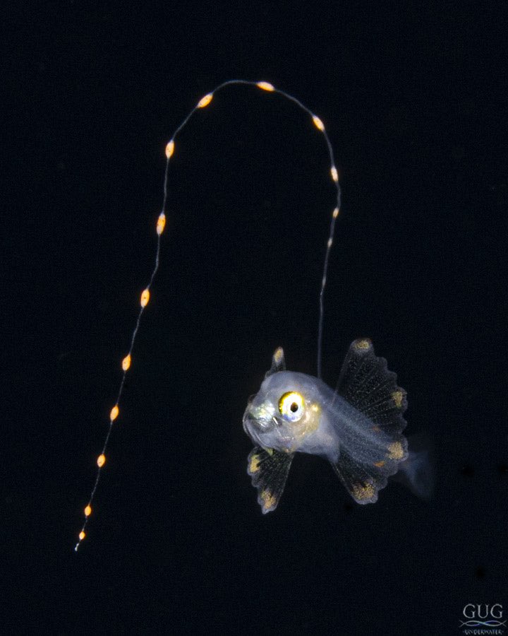 GugUnderwater's tweet image. Two different #soapfish larvae from the same dive last week. The 1st is ~4mm, while the 2nd is ~6mm. They are indeed on the “no-lick list”, as the adults are well known for their ability to exude a white toxic goo (the “soap”) through their skin when stressed, (or licked).